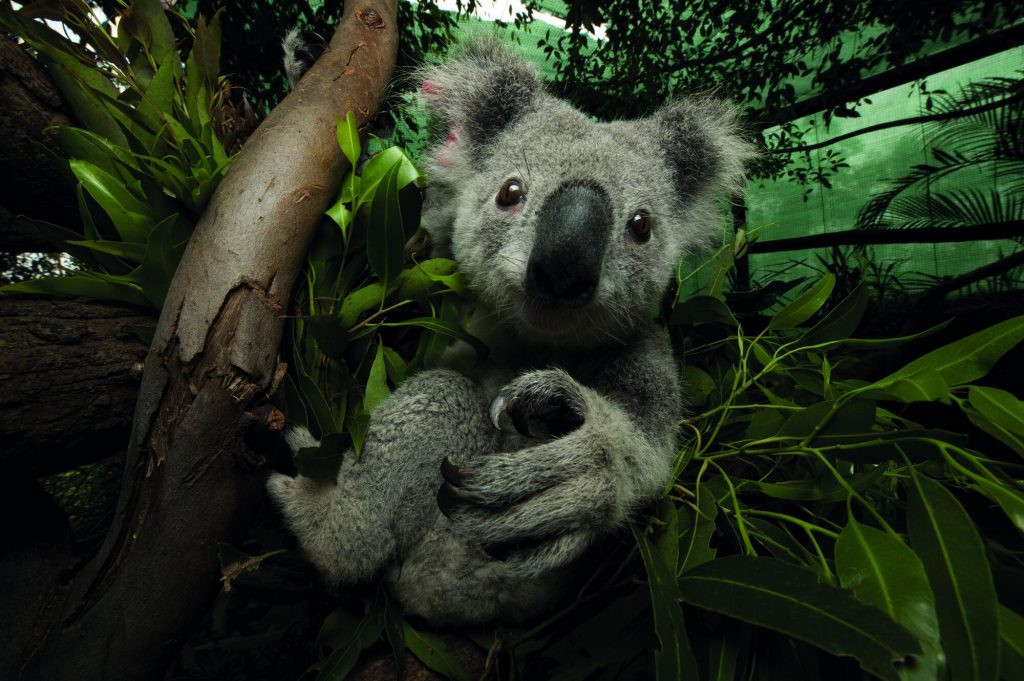 Il koala (Phascolarctos cinereus), mansueto mammifero marsupiale, si nutre quasi esclusivamente di foglie di eucalipto ed è una delle specie simbolo dell’Australia. I disastrosi incendi che hanno colpito le foreste del Queensland e del Nuovo Galles del Sud ne hanno distrutto molti habitat, esponendone le popolazioni al rischio di estinzione.