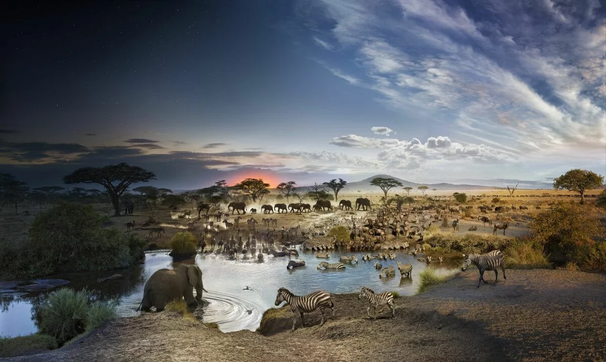 Parco nazionale del Serengeti, Tanzania. Gnu, zebre e gazzelle migrano nelle pianure del Serengeti, nelle vicinanze di una pozza dove gli animali si fermano ad abbeverarsi.
