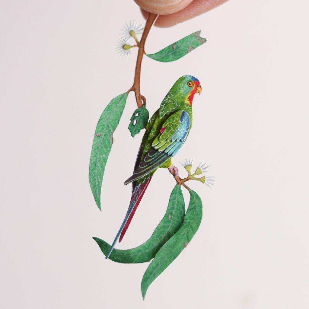 Swift Parrot ©The Paper Ark