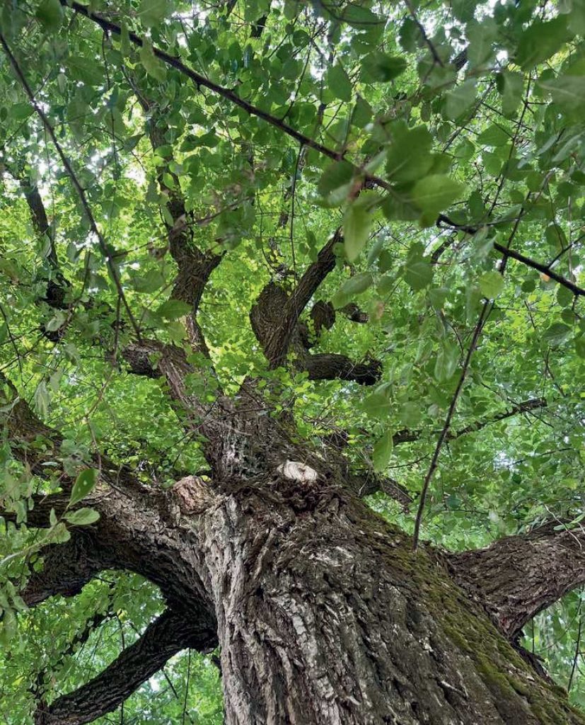 foto senza fissa dimora lodi albero